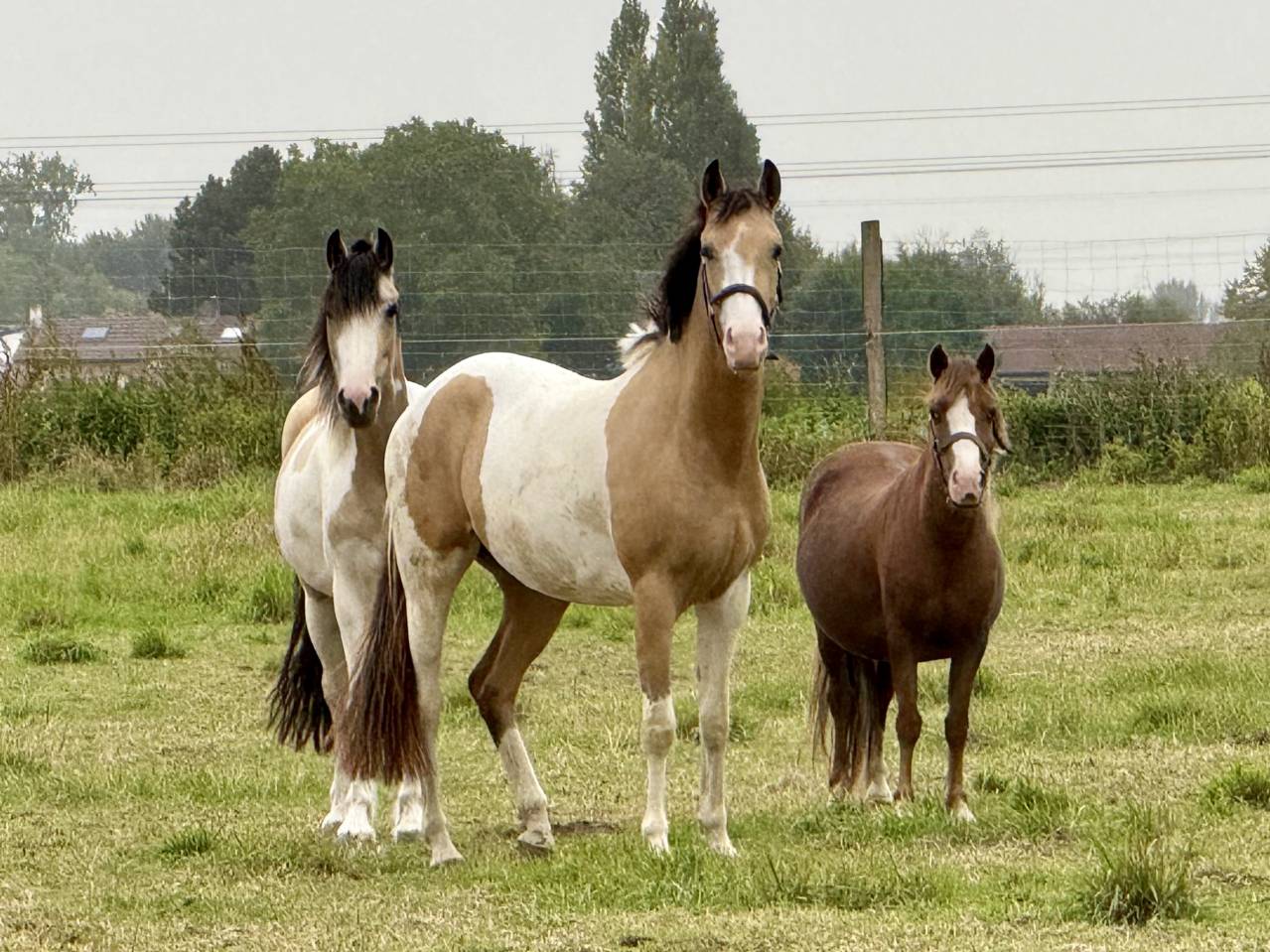 Jument OC Pie Isabelle