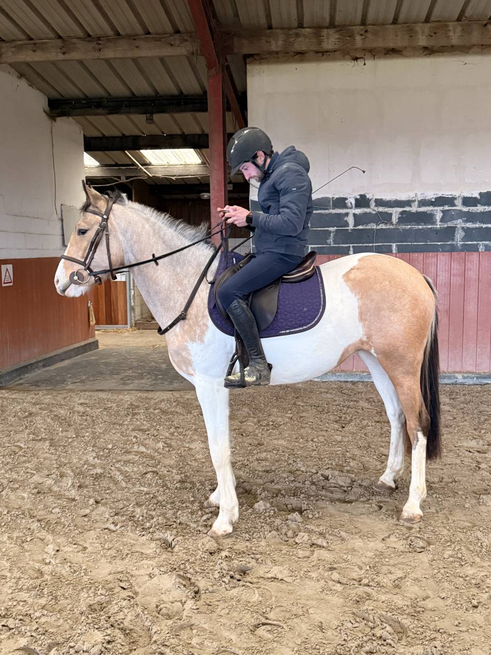 Jument OC Pie Isabelle