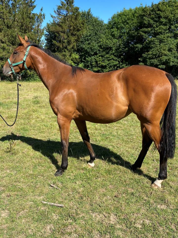 Belle jument de 6 ans pur sang