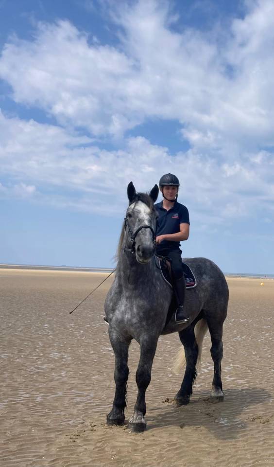 Percheron attel&eacute; et mont&eacute;