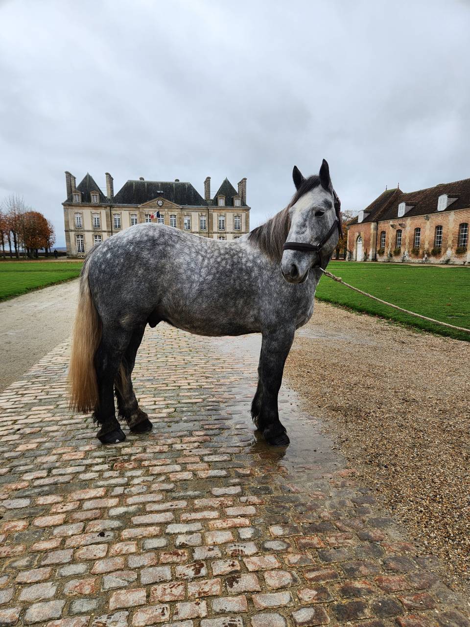 Percheron attel&eacute; et mont&eacute;