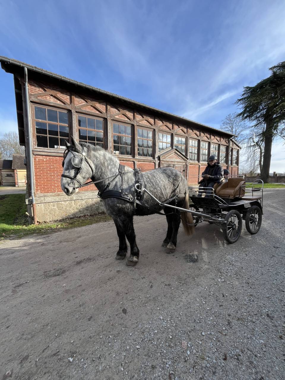 Percheron attel&eacute; et mont&eacute;