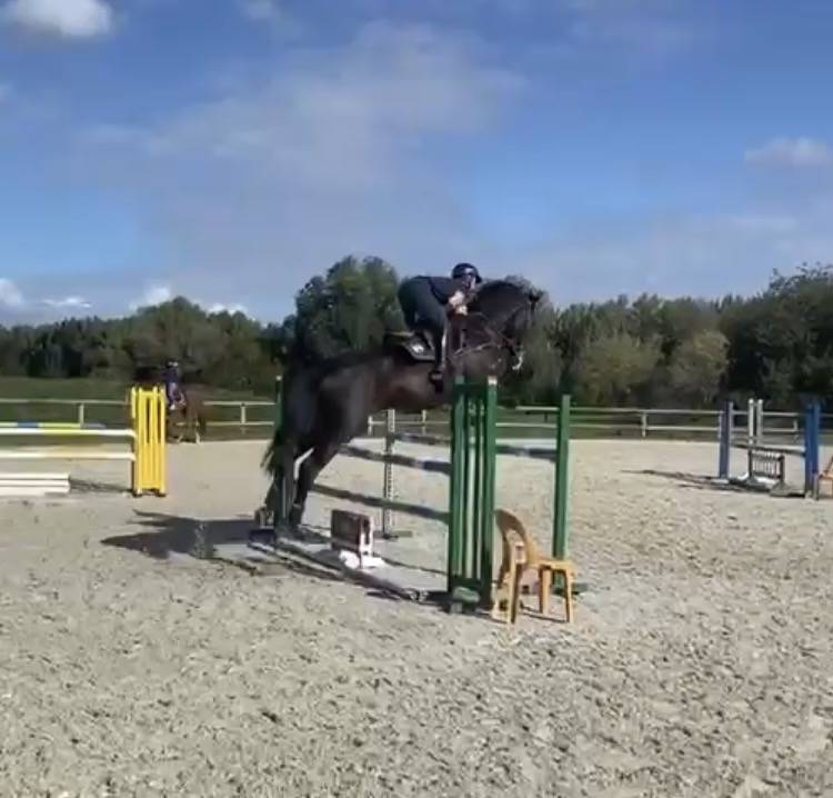 Cheval de sport - Hongre noir de 9 ans  Zangersheide