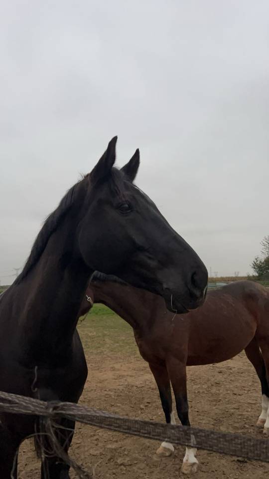 Cheval de sport - Hongre noir de 9 ans  Zangersheide