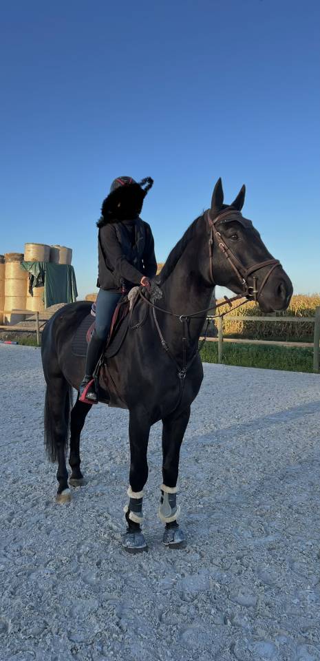 Cheval de sport - Hongre noir de 9 ans  Zangersheide