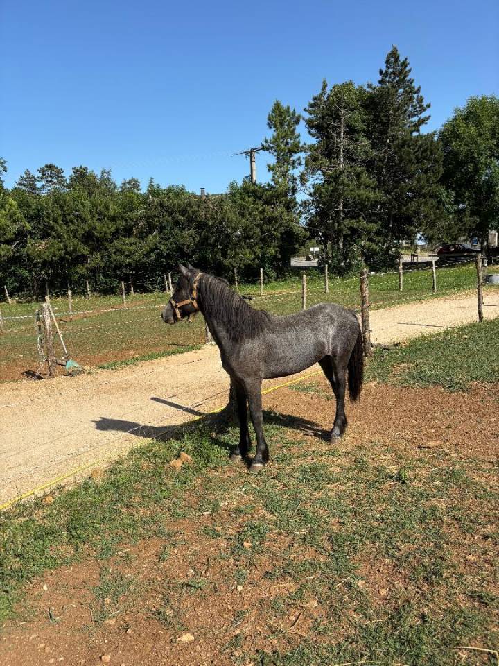 ottelo du fournil 2 ans 