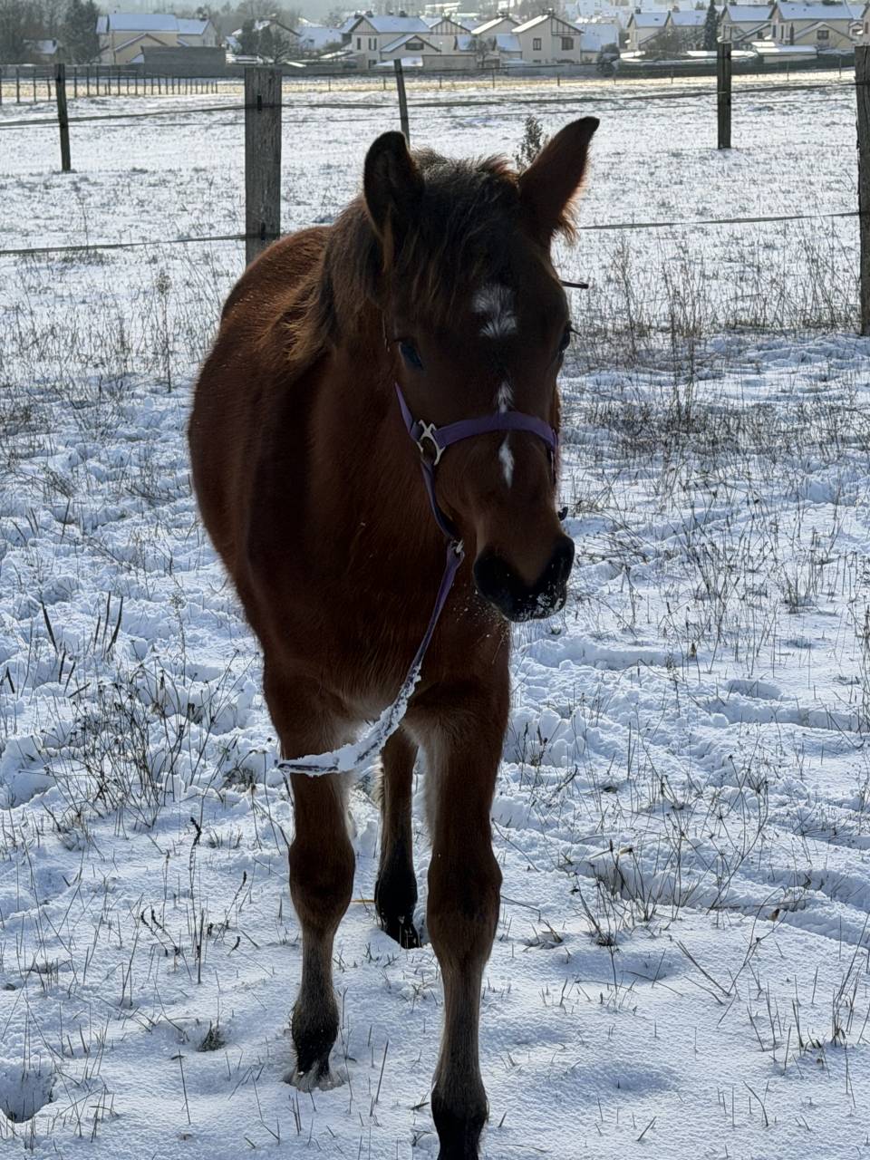 M&acirc;le pfs 1 ans