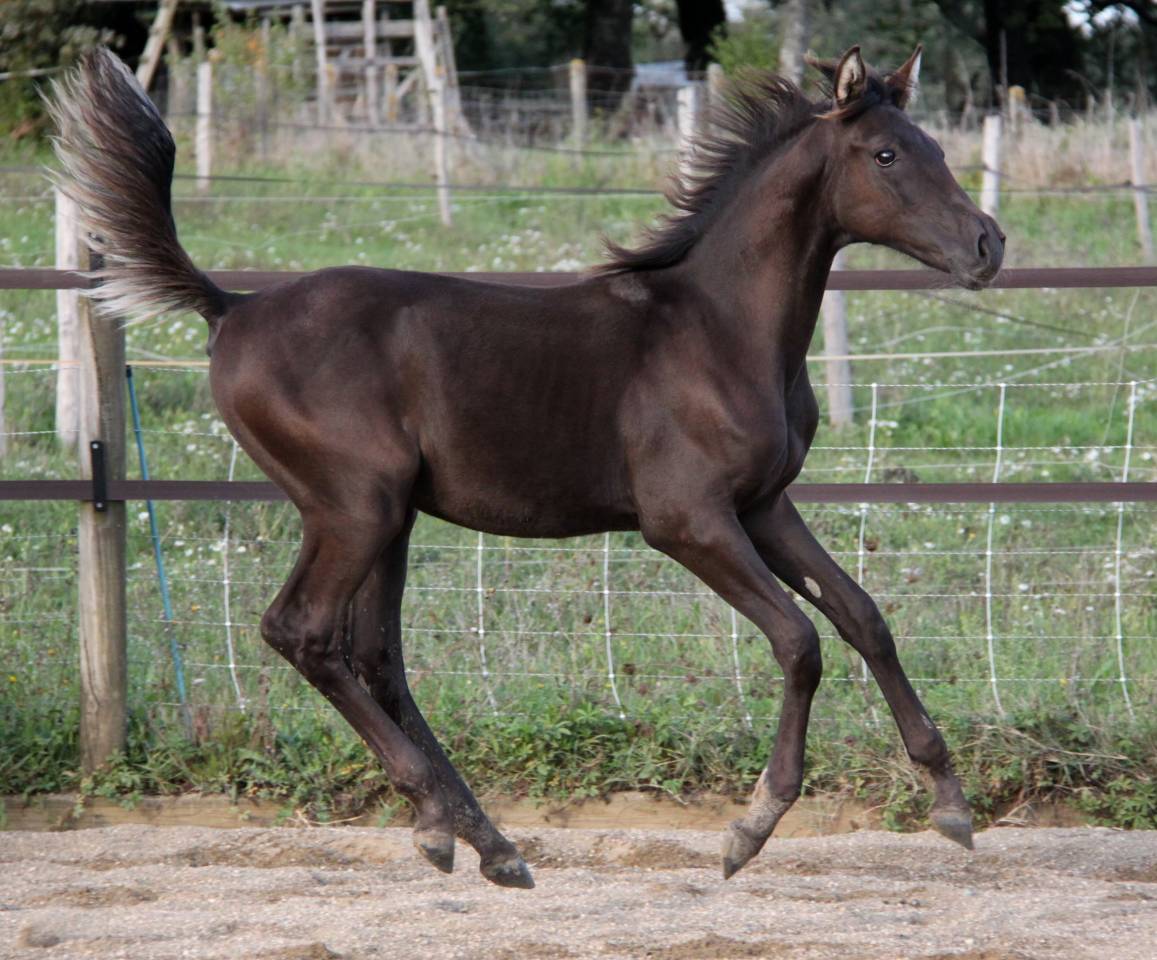 poulain smoky black 36 % arabe