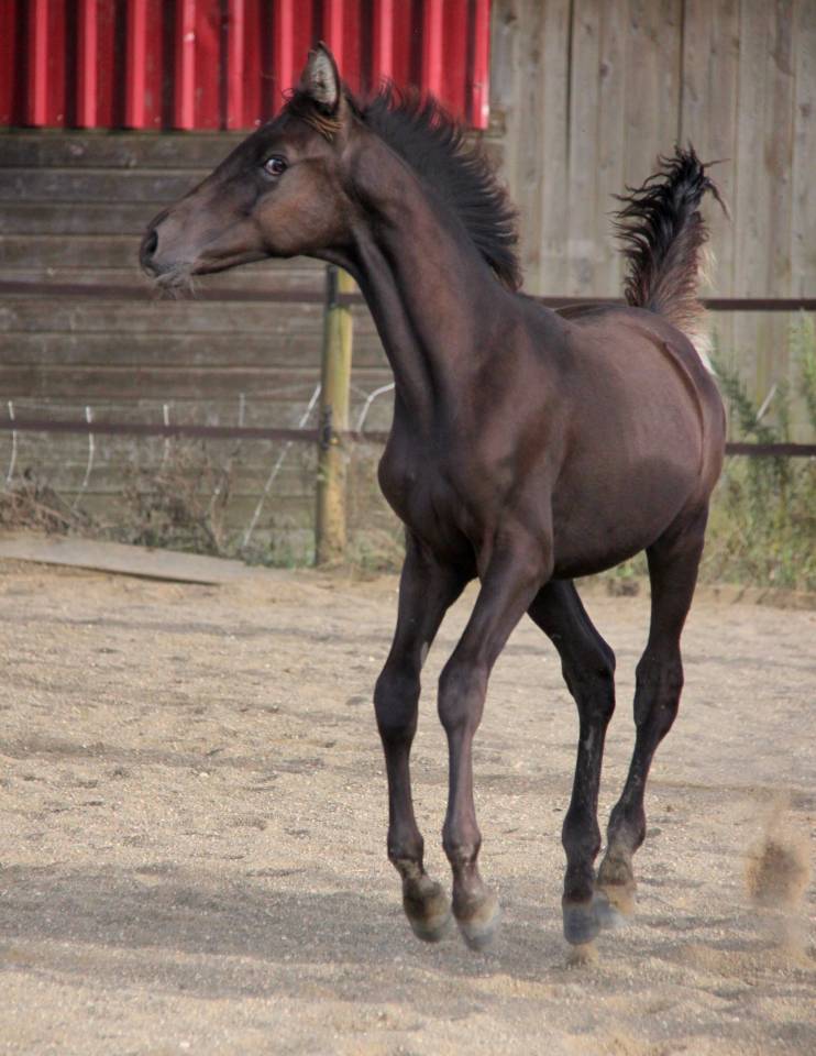 poulain smoky black 36 % arabe