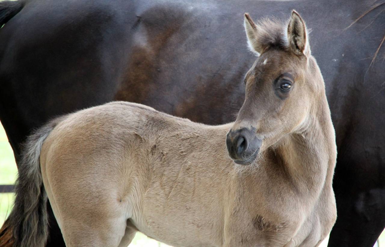 poulain smoky black 36 % arabe