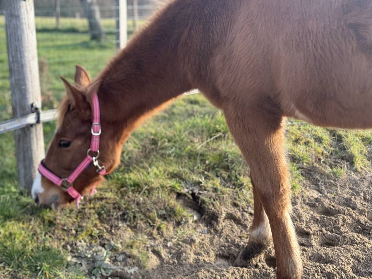 Pouliche de performance overo