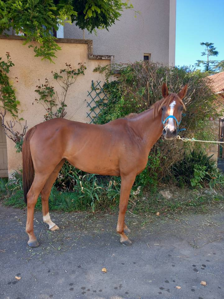 JUMENT PUR SANG ARABE 5 ANS