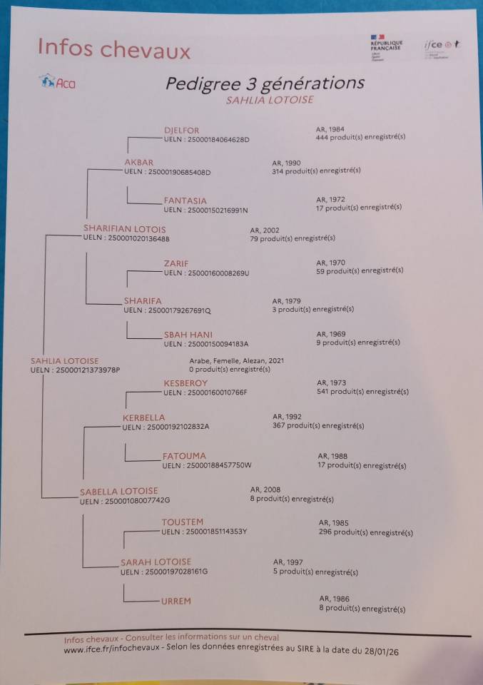 JUMENT PUR SANG ARABE 5 ANS