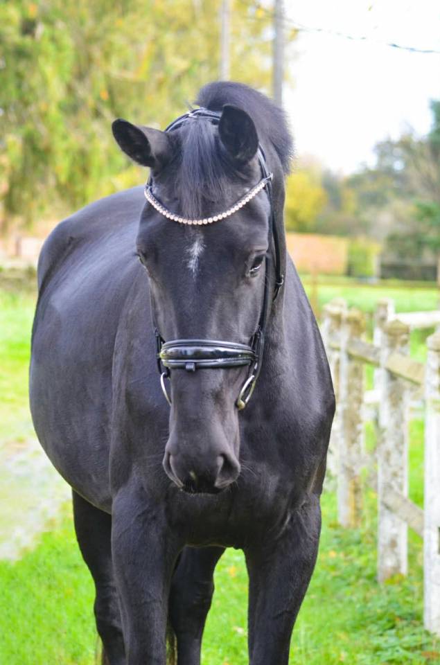 Jument -  Oldenbourg - 4 ans - Dressage- France