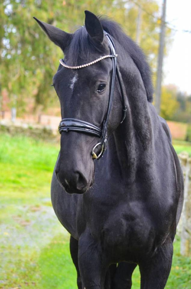 Jument -  Oldenbourg - 4 ans - Dressage- France