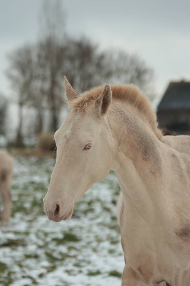 Pashan Izlayon Akhal Teke