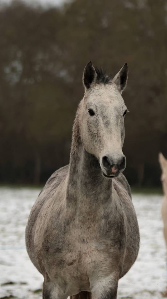 PIKALA IZLAYON pouliche Nez Perce