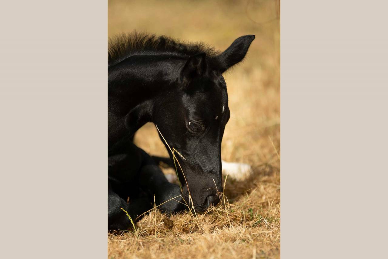 PIKALA IZLAYON pouliche Nez Perce