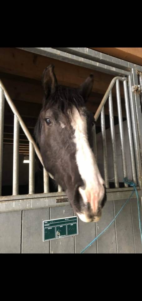 Cheval SF 8 ans Ambre d'elincourt 