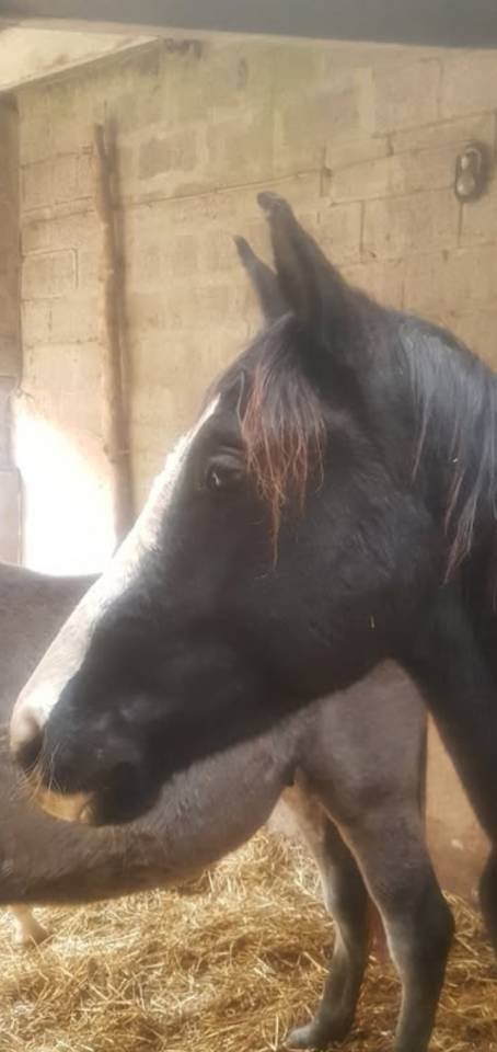 Cheval SF 8 ans Ambre d'elincourt 