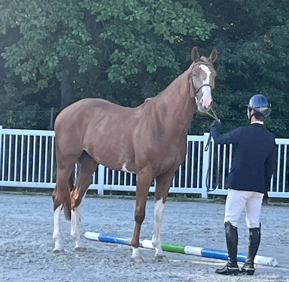 Joli cheval de loisirs 