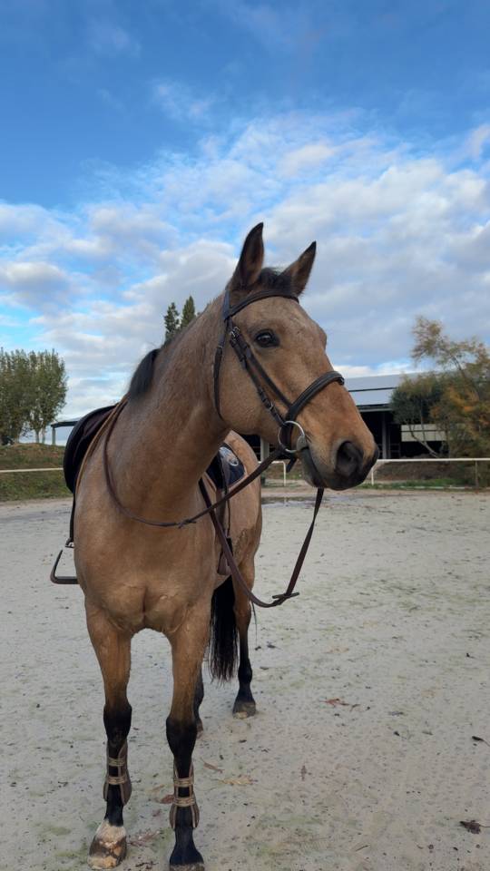 &Eacute;MIR DU CAIRE, hongre OC 