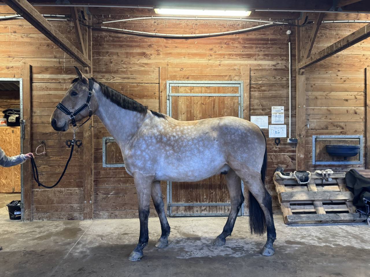 &Eacute;MIR DU CAIRE, hongre OC 