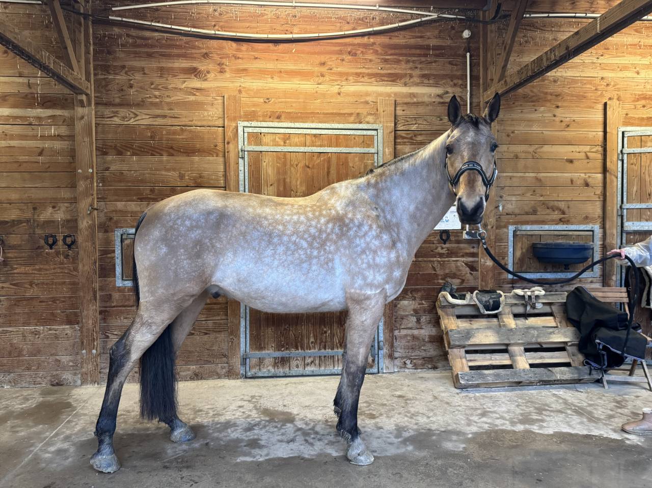 &Eacute;MIR DU CAIRE, hongre OC 