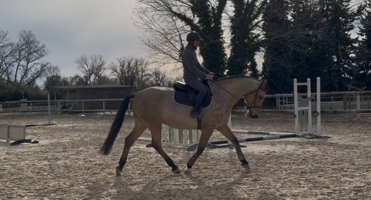 Hongre Isabelle - dressage, loisirs 