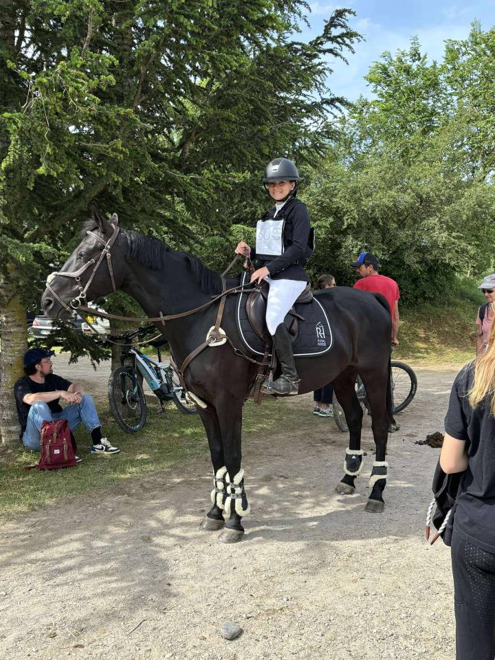 Poney D selle Fran&ccedil;ais 