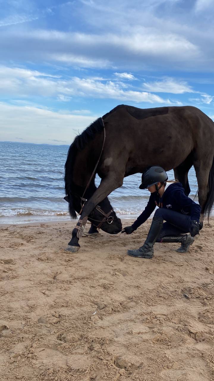 Poney D selle Fran&ccedil;ais 