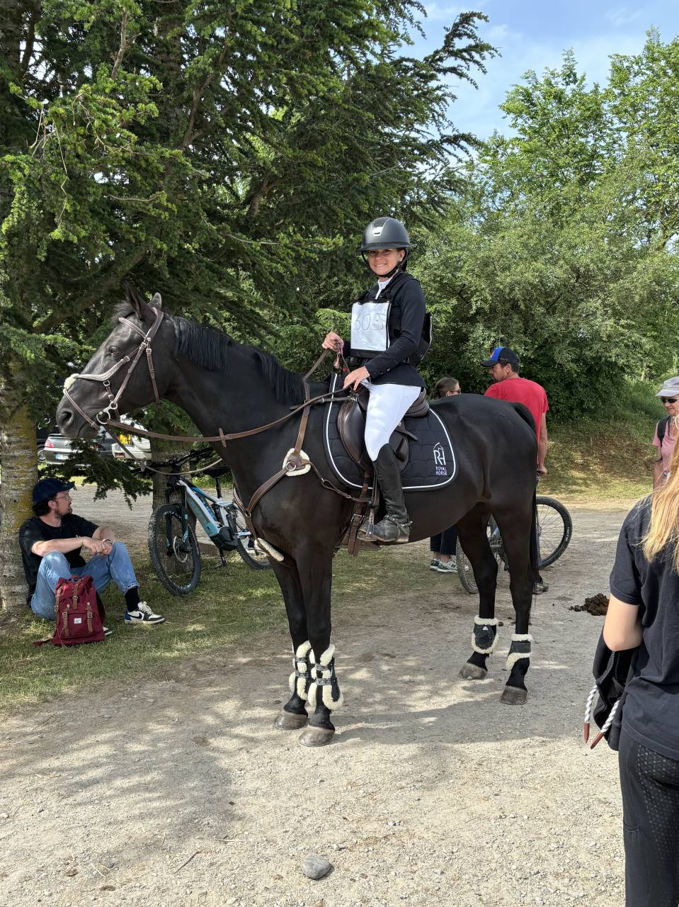 Poney D selle Fran&ccedil;ais 