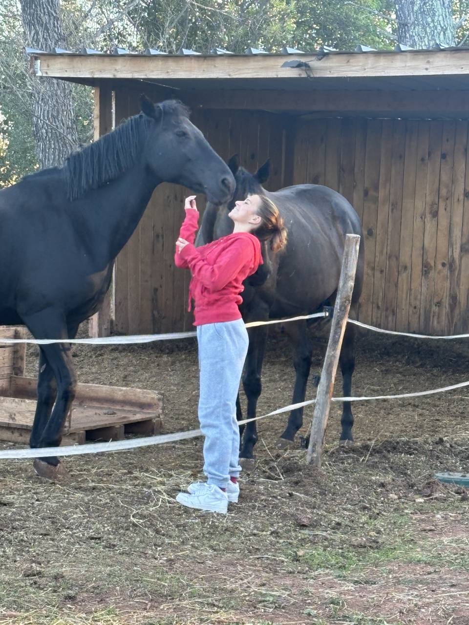 Poney D selle Fran&ccedil;ais 