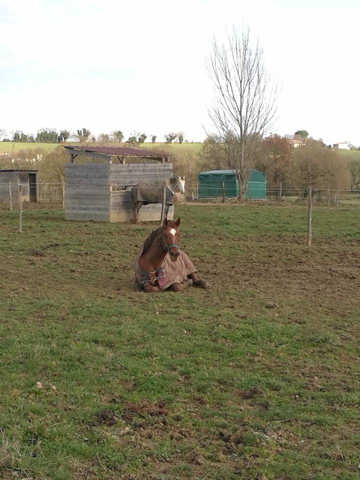 Av Hongre Ib&eacute;rique 12 ans pour bonne maison	