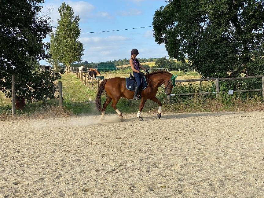 Av Hongre Ib&eacute;rique 12 ans pour bonne maison	