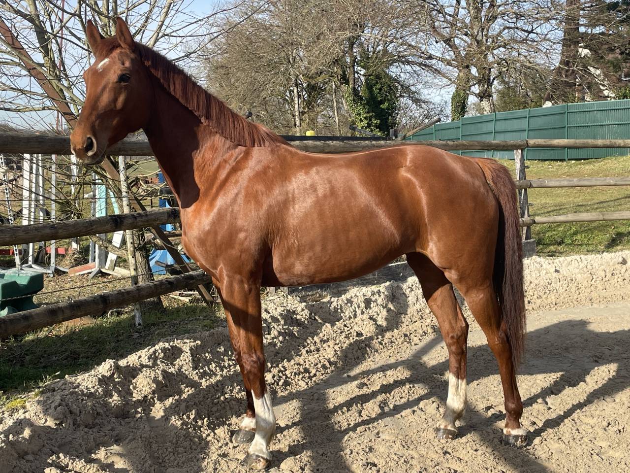 Tr&egrave;s jolie jument CSO