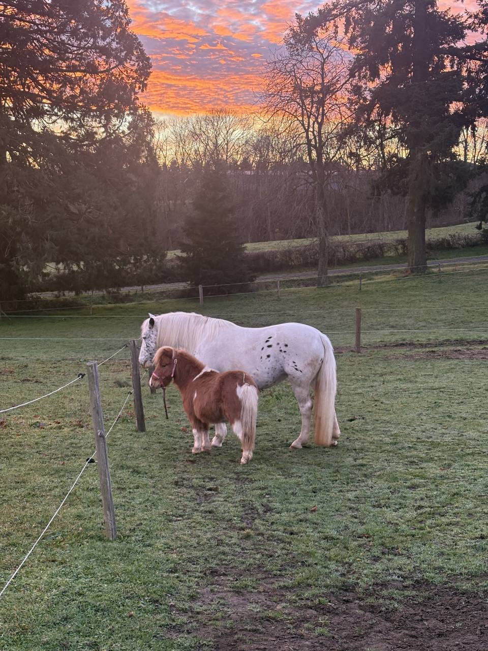 Poney pour compagnie 