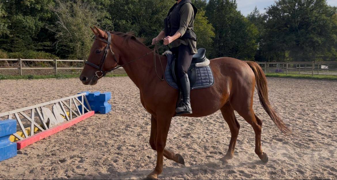 Trotteur Fran&ccedil;ais 7 ans