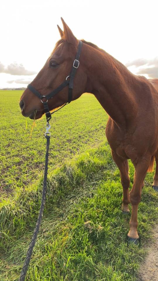 Trotteur Fran&ccedil;ais 7 ans