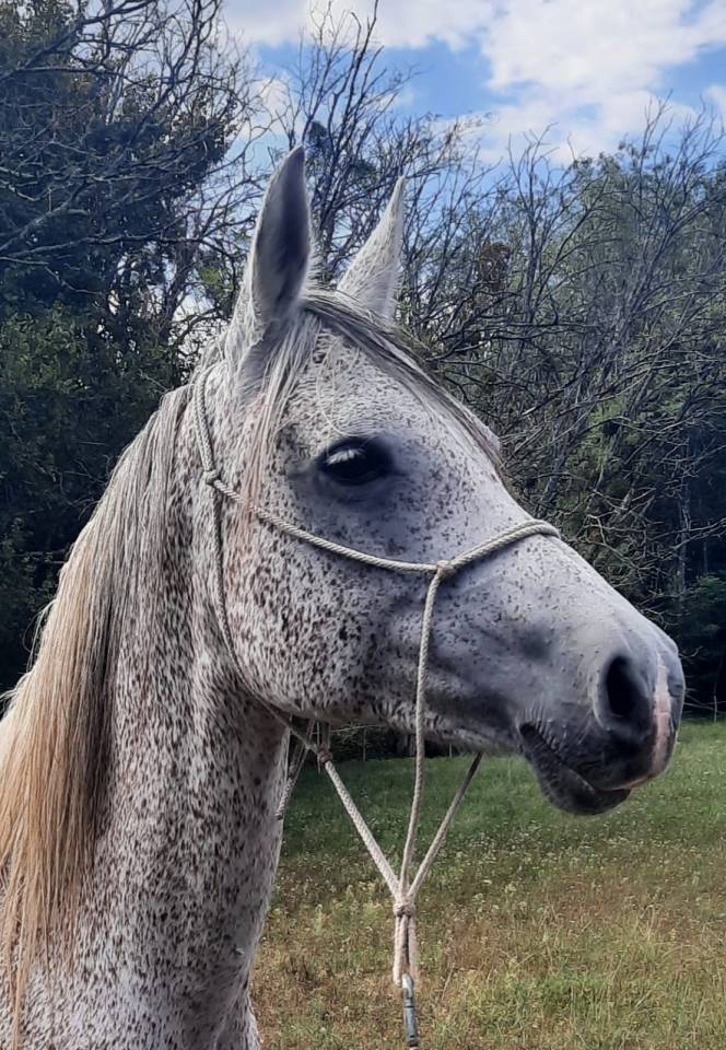 MAGNIFIQUE JUMENT PUR SANG ARABE GRISE TRUITEE 18 ans