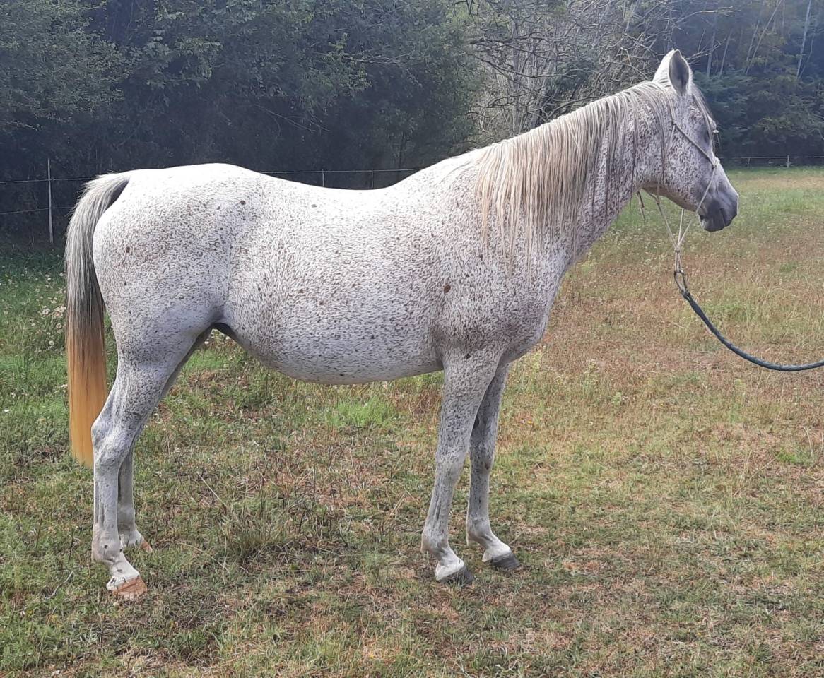 MAGNIFIQUE JUMENT PUR SANG ARABE GRISE TRUITEE 18 ans