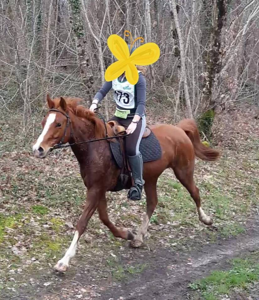 ATHLETIQUE JUMENT DEMI-SANG ARABE DE 12 ans