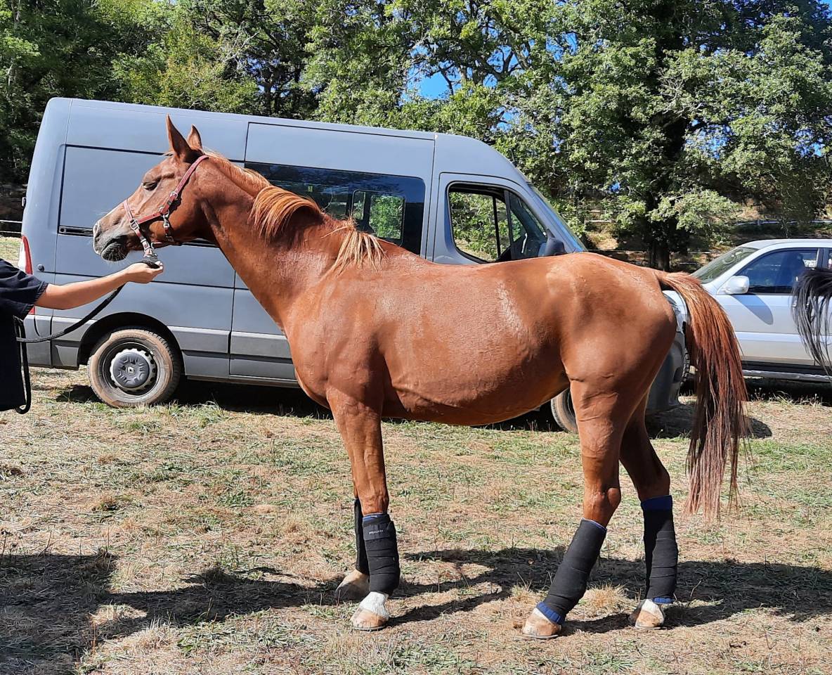 ATHLETIQUE JUMENT DEMI-SANG ARABE DE 12 ans