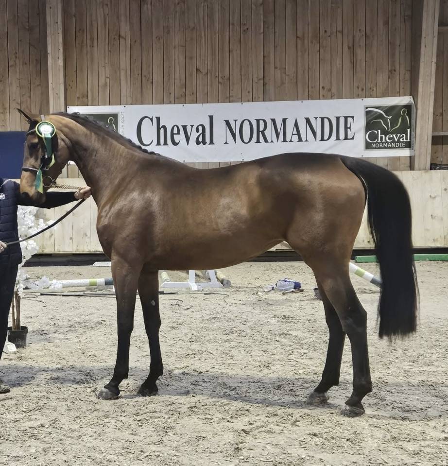 Jument SF 4 ans par Vigo C&eacute;c&eacute;