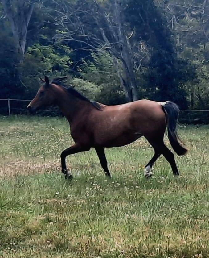 MAGNIFIQUE JUMENT PUR SANG ARABE BAIE 2* Endurance