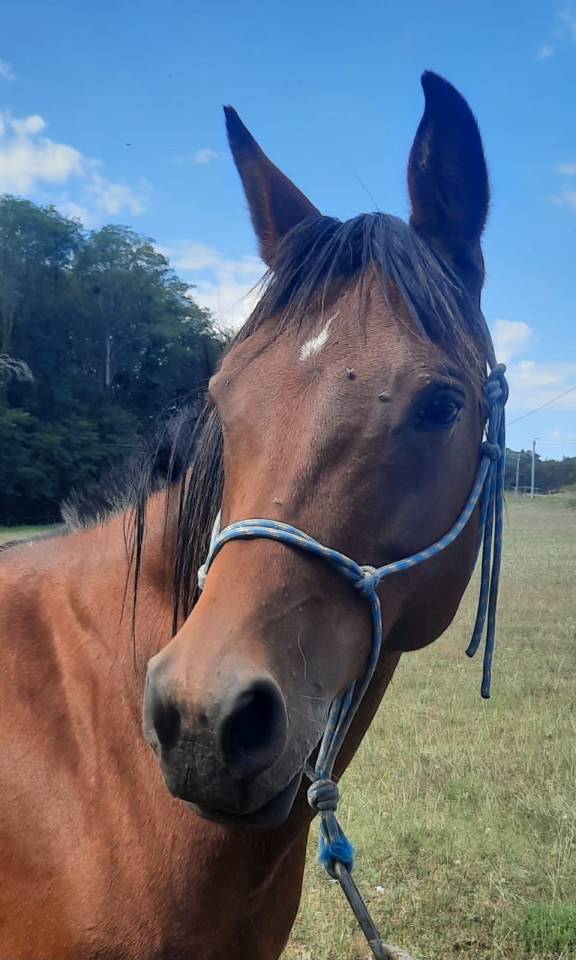 MAGNIFIQUE JUMENT PUR SANG ARABE BAIE 2* Endurance