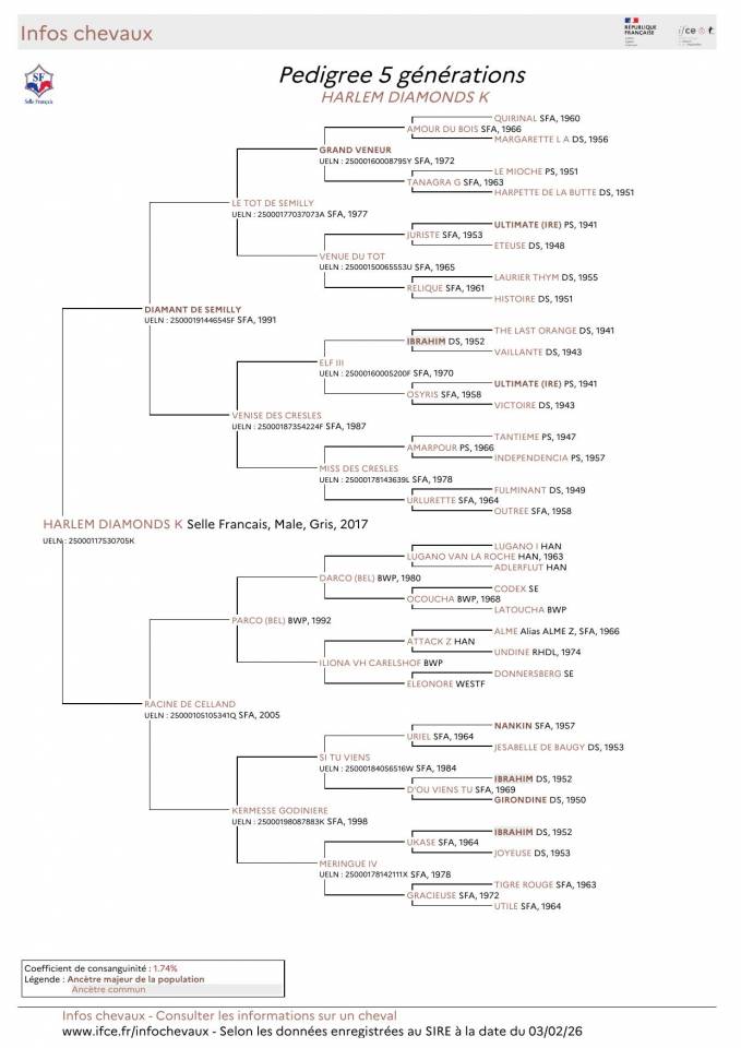 TOP CHEVAL IDEAL CIRCUIT JUNIOR/CHILDREN