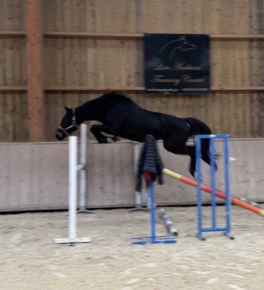 Jument SF 3 ans par Hip Hop de Laume