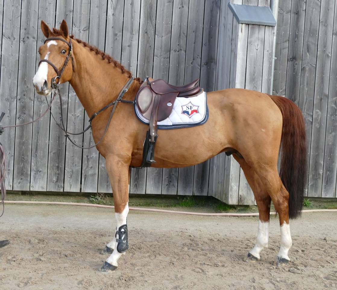 Etalon SF 4 ans par Armitages Boy