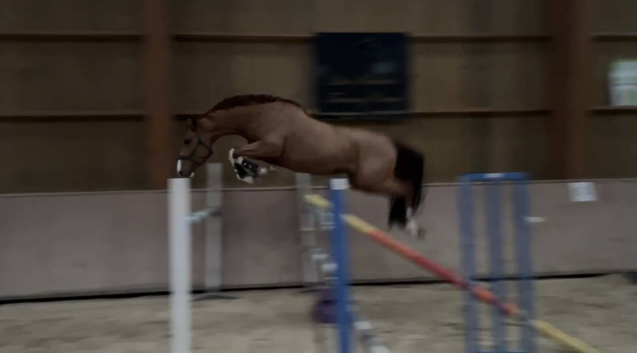 Etalon SF 4 ans par Armitages Boy